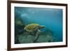 Galapagos Green Sea Turtle Underwater, Galapagos Islands, Ecuador-Pete Oxford-Framed Photographic Print