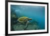 Galapagos Green Sea Turtle Underwater, Galapagos Islands, Ecuador-Pete Oxford-Framed Photographic Print