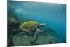 Galapagos Green Sea Turtle Underwater, Galapagos Islands, Ecuador-Pete Oxford-Mounted Photographic Print