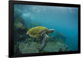 Galapagos Green Sea Turtle Underwater, Galapagos Islands, Ecuador-Pete Oxford-Framed Photographic Print