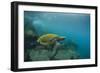 Galapagos Green Sea Turtle Underwater, Galapagos Islands, Ecuador-Pete Oxford-Framed Photographic Print