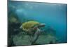 Galapagos Green Sea Turtle Underwater, Galapagos Islands, Ecuador-Pete Oxford-Mounted Photographic Print