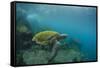 Galapagos Green Sea Turtle Underwater, Galapagos Islands, Ecuador-Pete Oxford-Framed Stretched Canvas