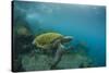 Galapagos Green Sea Turtle Underwater, Galapagos Islands, Ecuador-Pete Oxford-Stretched Canvas