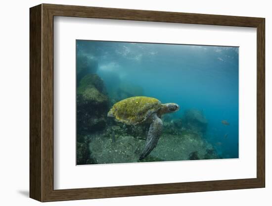 Galapagos Green Sea Turtle Underwater, Galapagos Islands, Ecuador-Pete Oxford-Framed Photographic Print