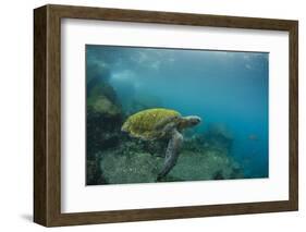 Galapagos Green Sea Turtle Underwater, Galapagos Islands, Ecuador-Pete Oxford-Framed Photographic Print