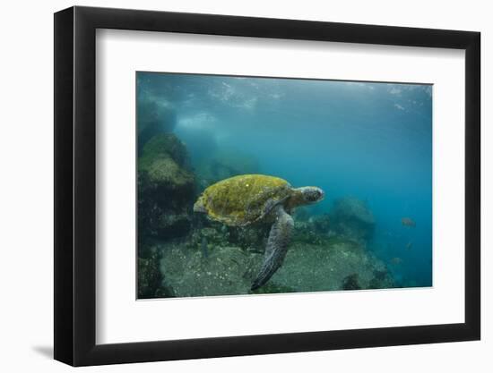 Galapagos Green Sea Turtle Underwater, Galapagos Islands, Ecuador-Pete Oxford-Framed Photographic Print