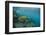 Galapagos Green Sea Turtle Underwater, Galapagos Islands, Ecuador-Pete Oxford-Framed Photographic Print