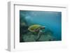 Galapagos Green Sea Turtle Underwater, Galapagos Islands, Ecuador-Pete Oxford-Framed Photographic Print