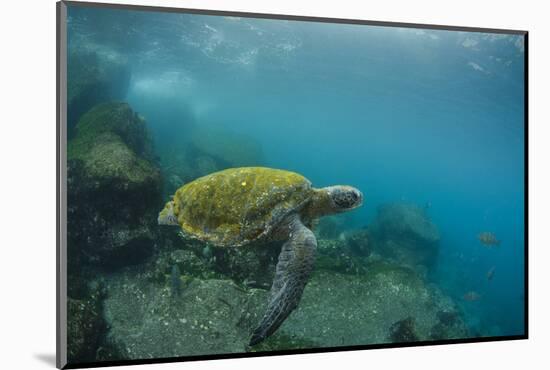 Galapagos Green Sea Turtle Underwater, Galapagos Islands, Ecuador-Pete Oxford-Mounted Photographic Print