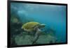 Galapagos Green Sea Turtle Underwater, Galapagos Islands, Ecuador-Pete Oxford-Framed Photographic Print