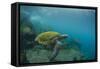 Galapagos Green Sea Turtle Underwater, Galapagos Islands, Ecuador-Pete Oxford-Framed Stretched Canvas