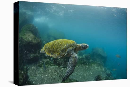 Galapagos Green Sea Turtle Underwater, Galapagos Islands, Ecuador-Pete Oxford-Stretched Canvas