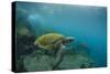 Galapagos Green Sea Turtle Underwater, Galapagos Islands, Ecuador-Pete Oxford-Stretched Canvas