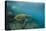 Galapagos Green Sea Turtle Underwater, Galapagos Islands, Ecuador-Pete Oxford-Stretched Canvas