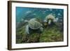 Galapagos Green Sea Turtle Underwater, Galapagos Islands, Ecuador-Pete Oxford-Framed Photographic Print