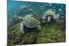 Galapagos Green Sea Turtle Underwater, Galapagos Islands, Ecuador-Pete Oxford-Mounted Photographic Print