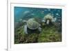 Galapagos Green Sea Turtle Underwater, Galapagos Islands, Ecuador-Pete Oxford-Framed Photographic Print