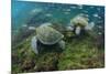 Galapagos Green Sea Turtle Underwater, Galapagos Islands, Ecuador-Pete Oxford-Mounted Photographic Print