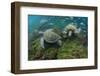 Galapagos Green Sea Turtle Underwater, Galapagos Islands, Ecuador-Pete Oxford-Framed Photographic Print