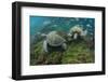 Galapagos Green Sea Turtle Underwater, Galapagos Islands, Ecuador-Pete Oxford-Framed Photographic Print