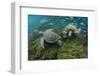 Galapagos Green Sea Turtle Underwater, Galapagos Islands, Ecuador-Pete Oxford-Framed Photographic Print