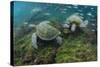 Galapagos Green Sea Turtle Underwater, Galapagos Islands, Ecuador-Pete Oxford-Stretched Canvas