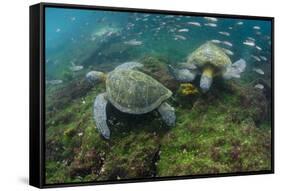 Galapagos Green Sea Turtle Underwater, Galapagos Islands, Ecuador-Pete Oxford-Framed Stretched Canvas