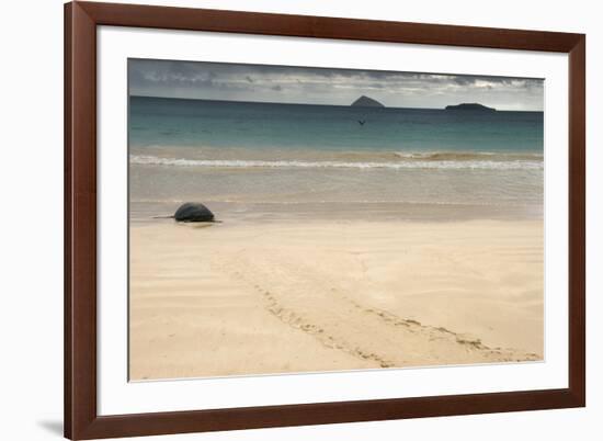 Galapagos Green Turtle Nesting. Floreana Island, Galapagos, Ecuador-Pete Oxford-Framed Photographic Print