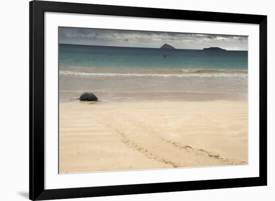 Galapagos Green Turtle Nesting. Floreana Island, Galapagos, Ecuador-Pete Oxford-Framed Photographic Print