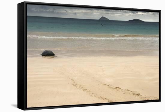 Galapagos Green Turtle Nesting. Floreana Island, Galapagos, Ecuador-Pete Oxford-Framed Stretched Canvas