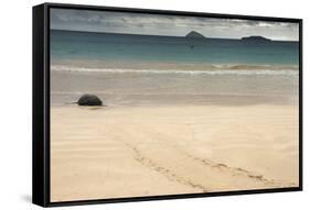 Galapagos Green Turtle Nesting. Floreana Island, Galapagos, Ecuador-Pete Oxford-Framed Stretched Canvas