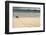 Galapagos Green Turtle Nesting. Floreana Island, Galapagos, Ecuador-Pete Oxford-Framed Photographic Print