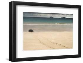 Galapagos Green Turtle Nesting. Floreana Island, Galapagos, Ecuador-Pete Oxford-Framed Photographic Print