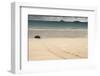 Galapagos Green Turtle Nesting. Floreana Island, Galapagos, Ecuador-Pete Oxford-Framed Photographic Print