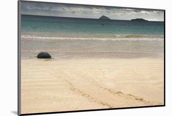 Galapagos Green Turtle Nesting. Floreana Island, Galapagos, Ecuador-Pete Oxford-Mounted Photographic Print