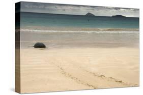 Galapagos Green Turtle Nesting. Floreana Island, Galapagos, Ecuador-Pete Oxford-Stretched Canvas