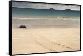 Galapagos Green Turtle Nesting. Floreana Island, Galapagos, Ecuador-Pete Oxford-Framed Stretched Canvas