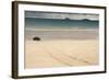 Galapagos Green Turtle Nesting. Floreana Island, Galapagos, Ecuador-Pete Oxford-Framed Photographic Print