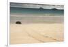 Galapagos Green Turtle Nesting. Floreana Island, Galapagos, Ecuador-Pete Oxford-Framed Photographic Print