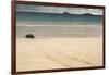 Galapagos Green Turtle Nesting. Floreana Island, Galapagos, Ecuador-Pete Oxford-Framed Photographic Print