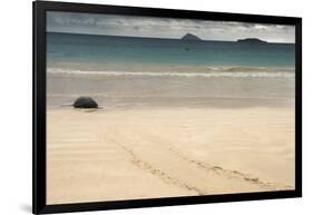 Galapagos Green Turtle Nesting. Floreana Island, Galapagos, Ecuador-Pete Oxford-Framed Photographic Print