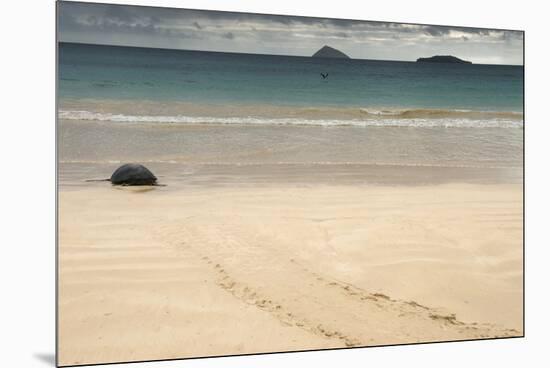 Galapagos Green Turtle Nesting. Floreana Island, Galapagos, Ecuador-Pete Oxford-Mounted Premium Photographic Print