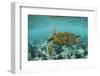 Galapagos green turtle swimming, Galapagos-Nick Hawkins-Framed Photographic Print