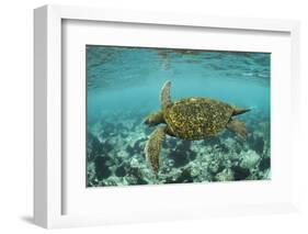 Galapagos green turtle swimming, Galapagos-Nick Hawkins-Framed Photographic Print