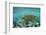 Galapagos green turtle swimming, Galapagos-Nick Hawkins-Framed Photographic Print