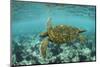 Galapagos green turtle swimming, Galapagos-Nick Hawkins-Mounted Photographic Print