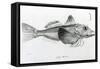 Galapagos Gurnard, plate 6 from 'The Zoology of Voyage of H.M.S Beagle, 1832-36' by Charles Darwin-null-Framed Stretched Canvas