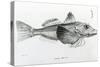 Galapagos Gurnard, plate 6 from 'The Zoology of Voyage of H.M.S Beagle, 1832-36' by Charles Darwin-null-Stretched Canvas