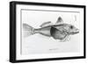 Galapagos Gurnard, plate 6 from 'The Zoology of Voyage of H.M.S Beagle, 1832-36' by Charles Darwin-null-Framed Giclee Print
